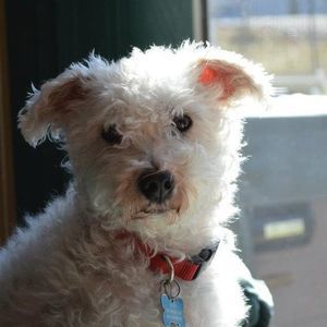 Meet your Posher, Diane